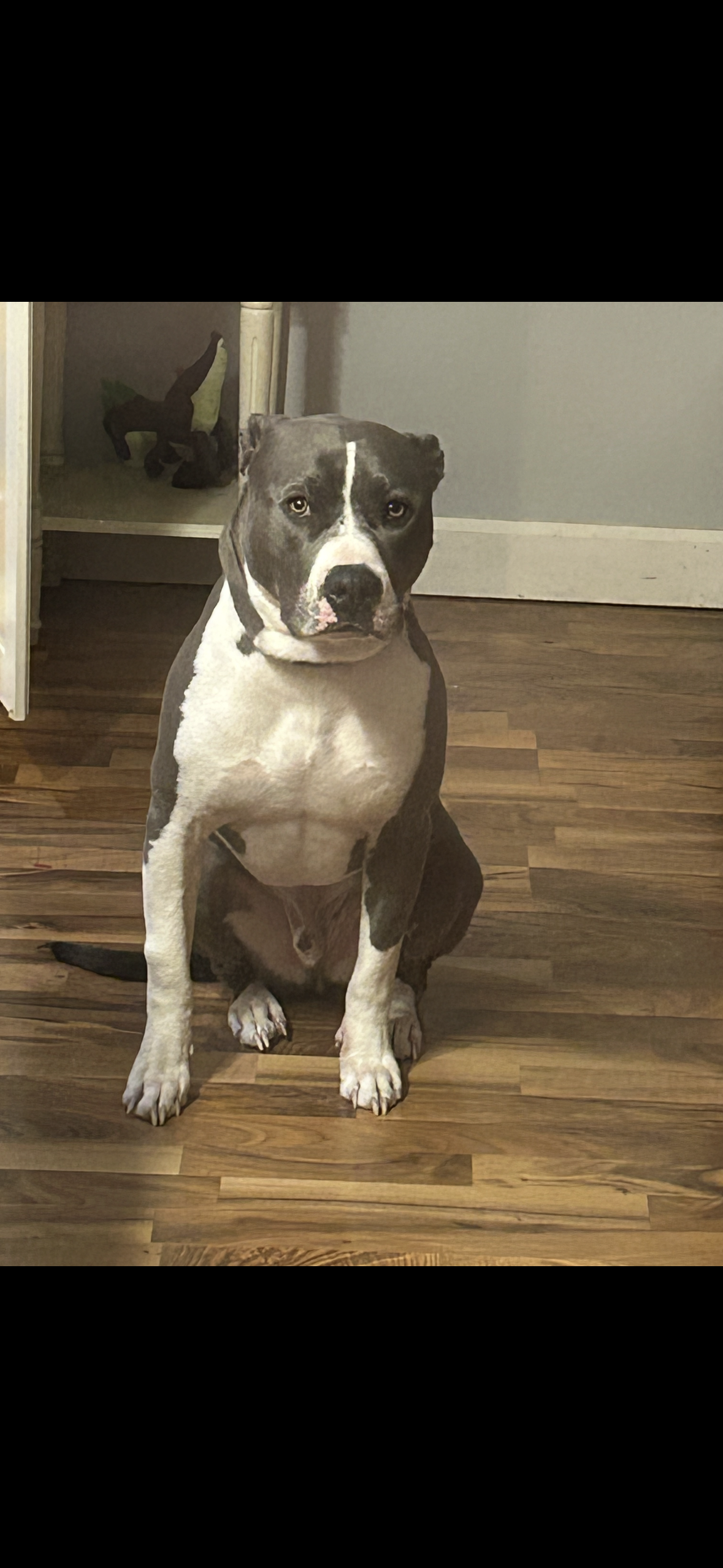 lost dog named Dodger